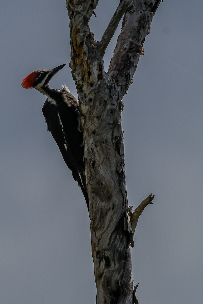 Pileated Woodpecker - ML620604523