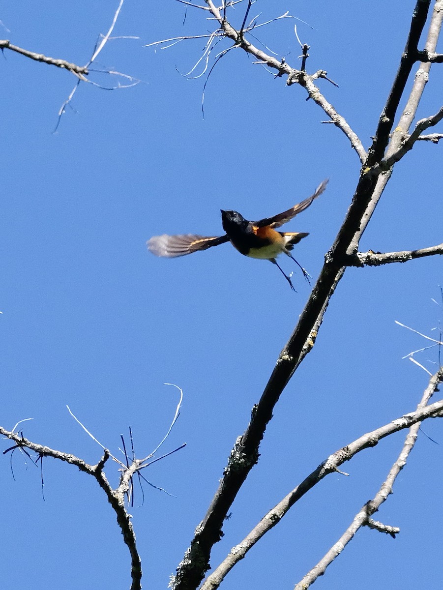 American Redstart - Jamie Hatcher