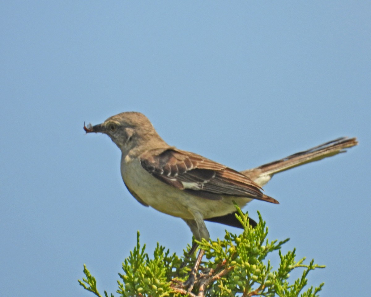 Northern Mockingbird - ML620604548