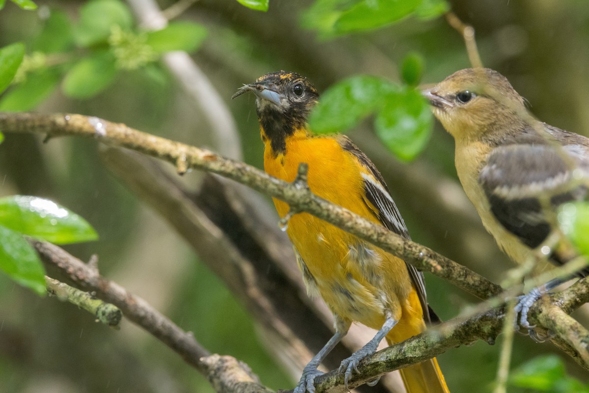 Baltimore Oriole - Ric mcarthur