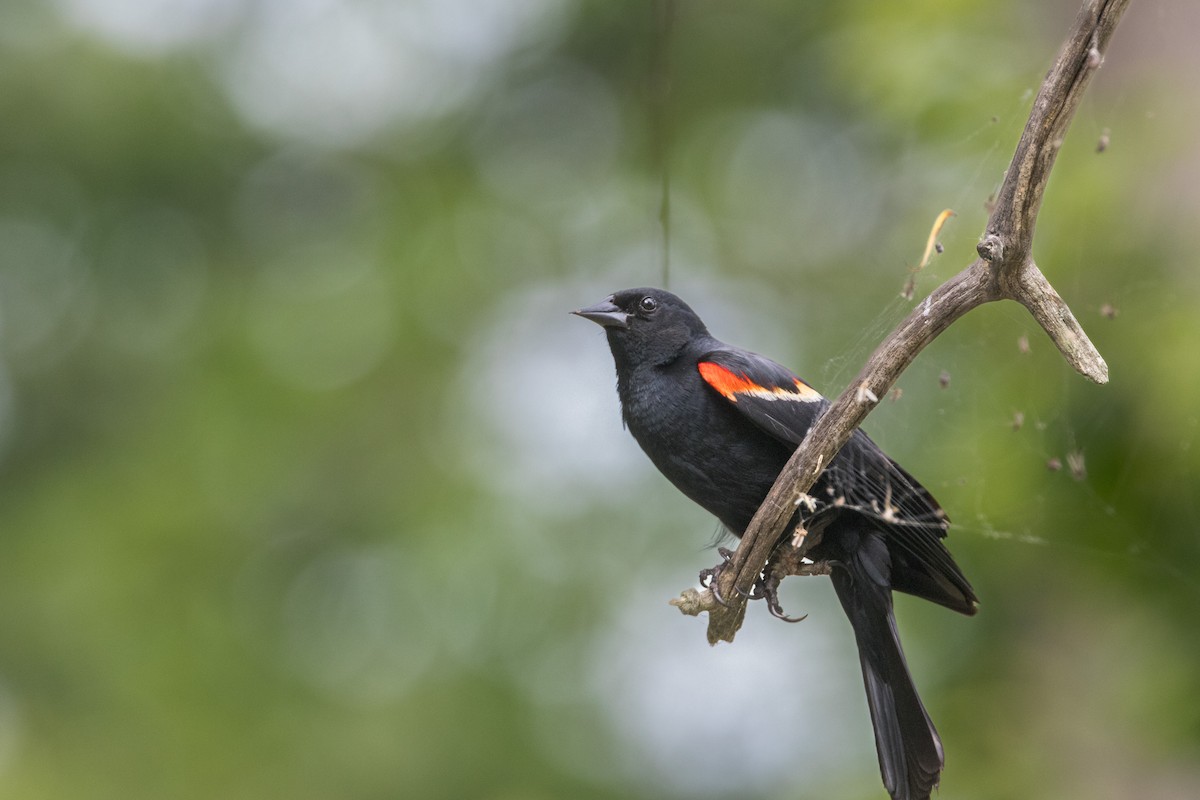 Red-winged Blackbird - ML620604550