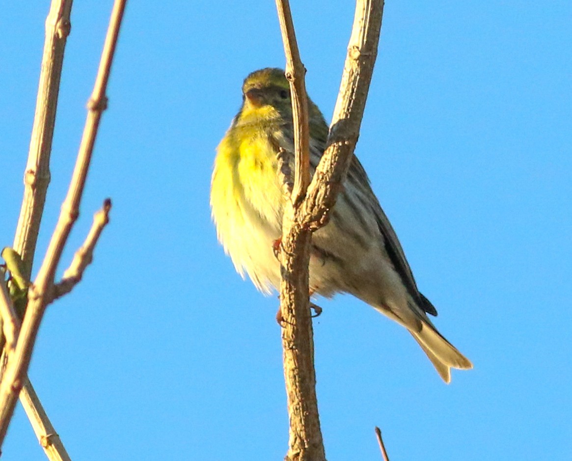 European Serin - ML620604553