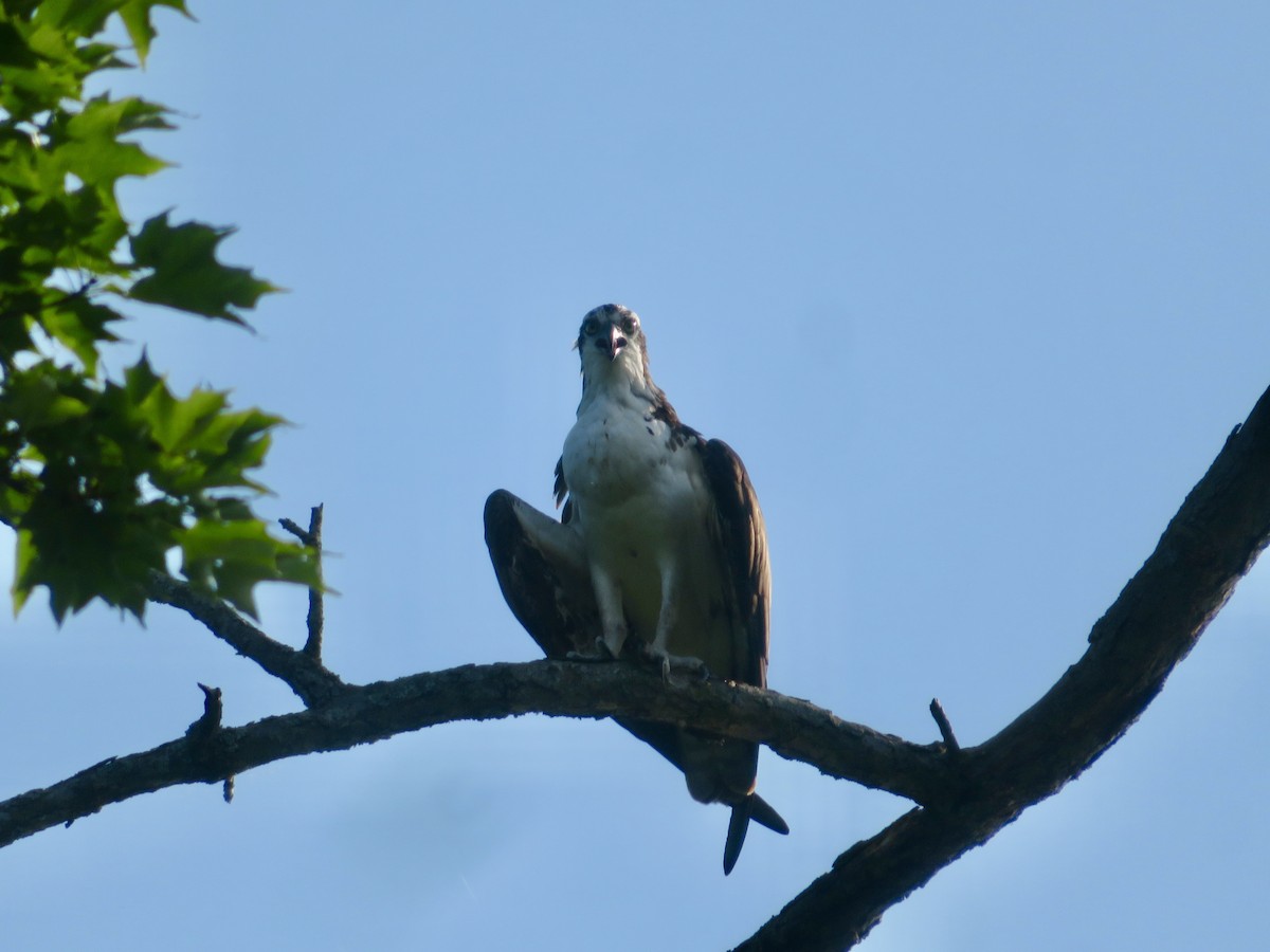 Águila Pescadora - ML620604554