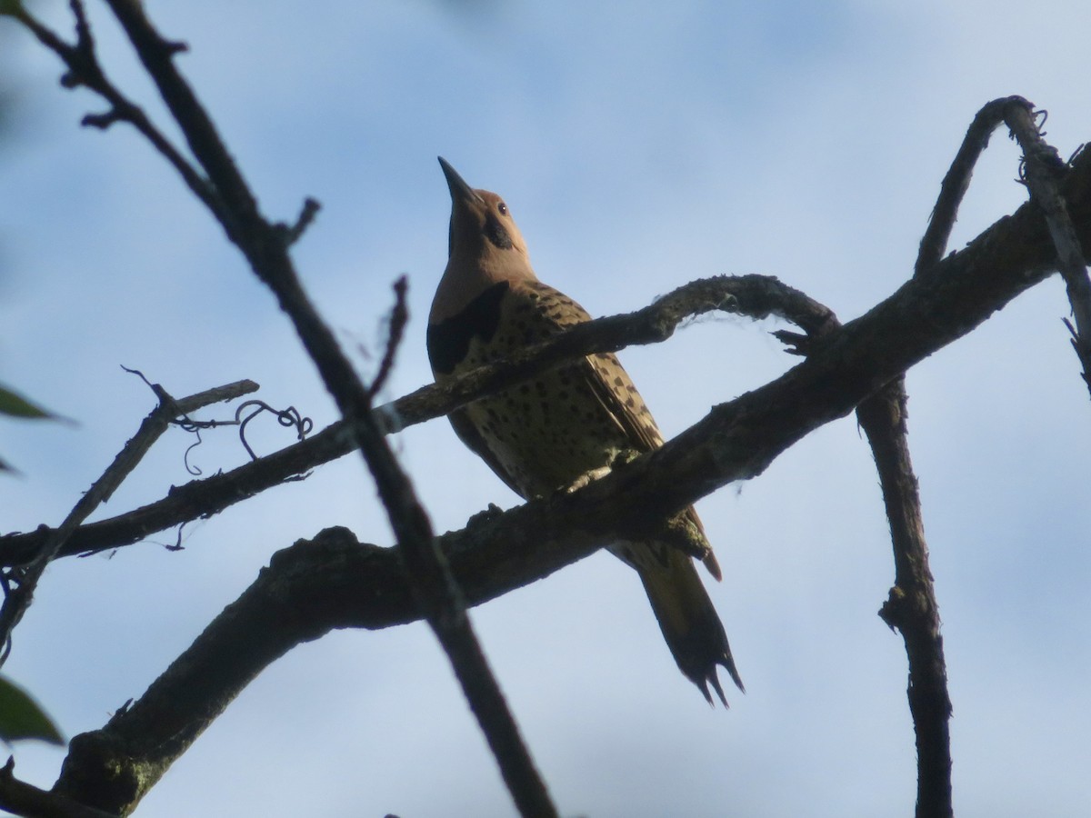 Northern Flicker - ML620604559