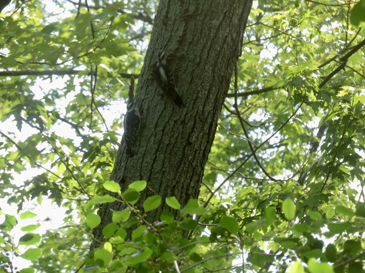 Hairy Woodpecker - Christine Cote