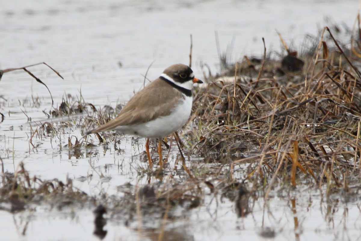 Semipalmated Plover - ML620604564