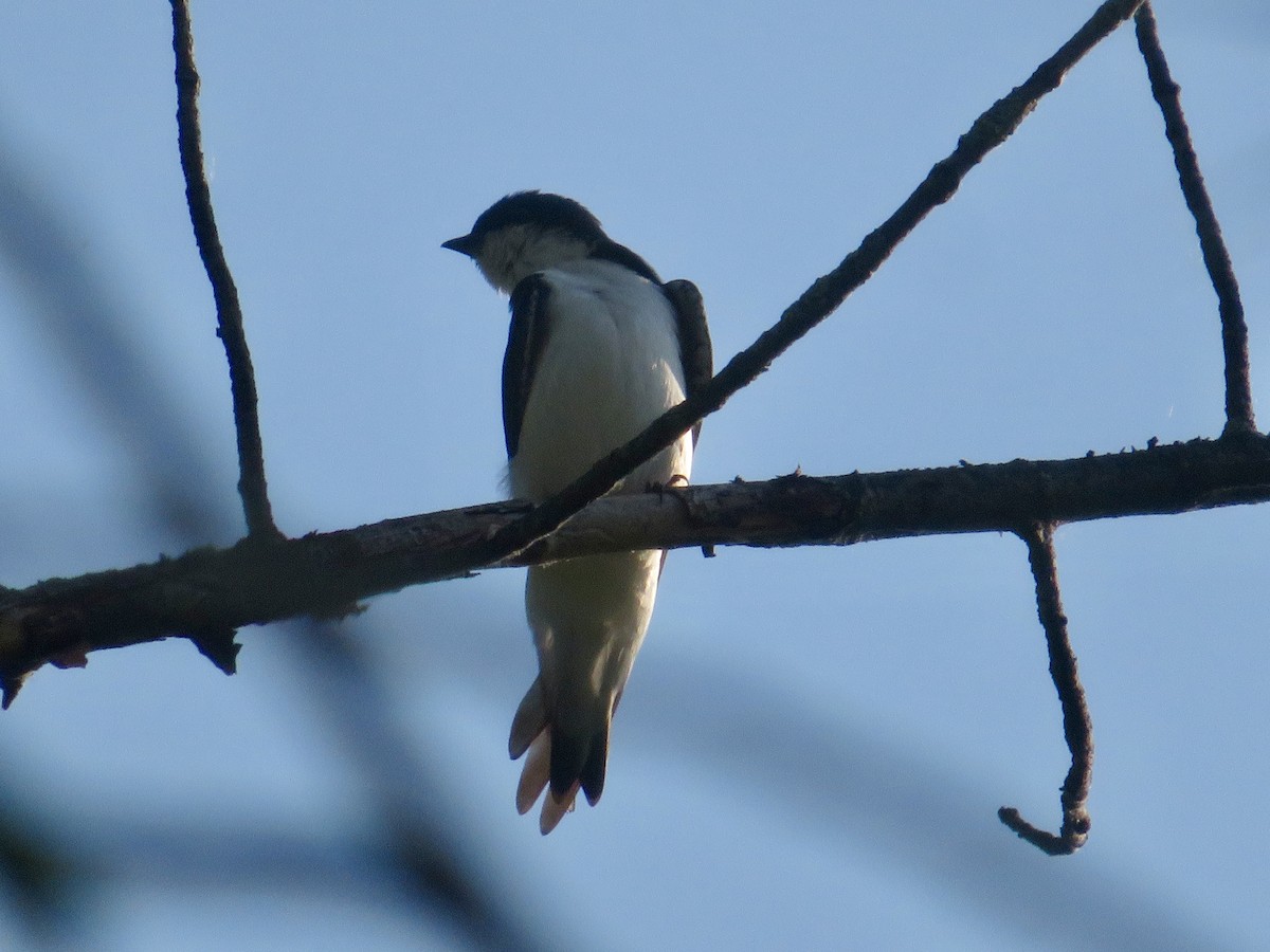 Golondrina Bicolor - ML620604566