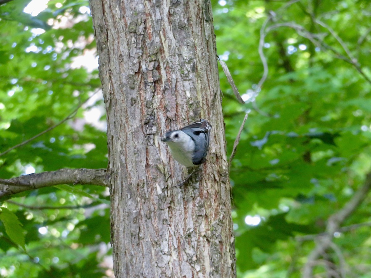 White-breasted Nuthatch - ML620604573