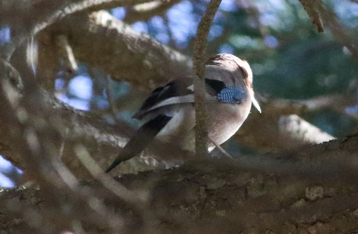 Eurasian Jay - ML620604574