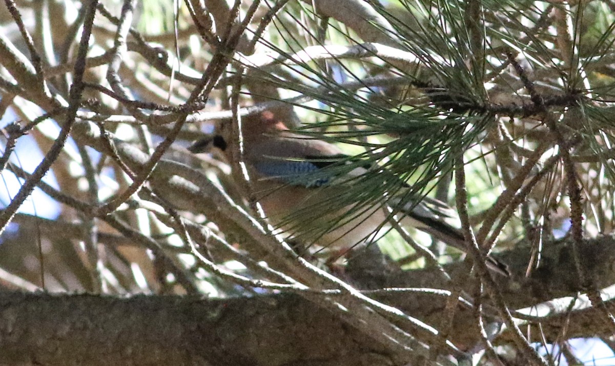 Eurasian Jay - ML620604576