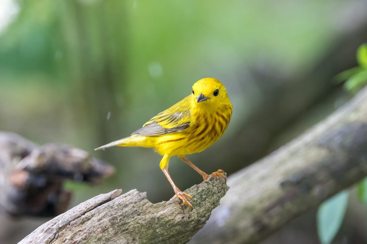 Yellow Warbler - ML620604581