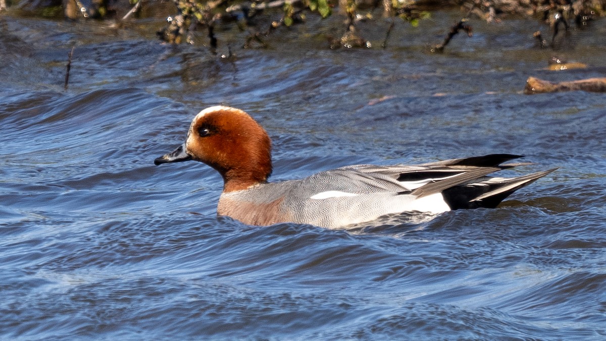 Eurasian Wigeon - ML620604586