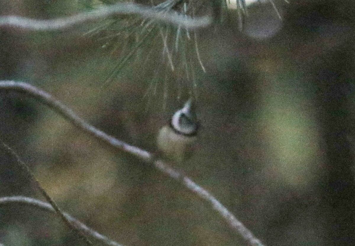 Crested Tit - ML620604589