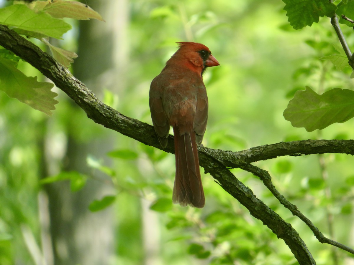 Northern Cardinal - ML620604592