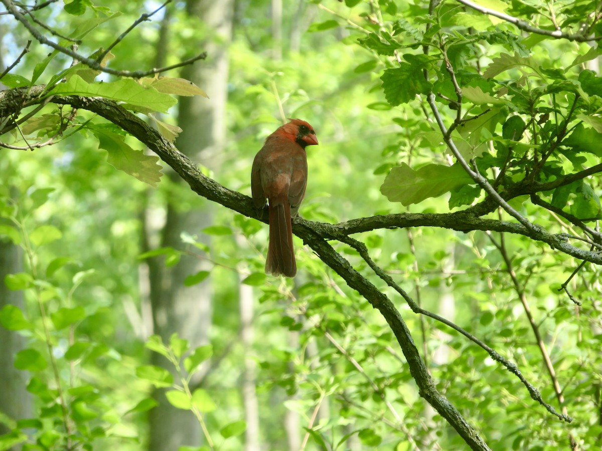 Northern Cardinal - ML620604593