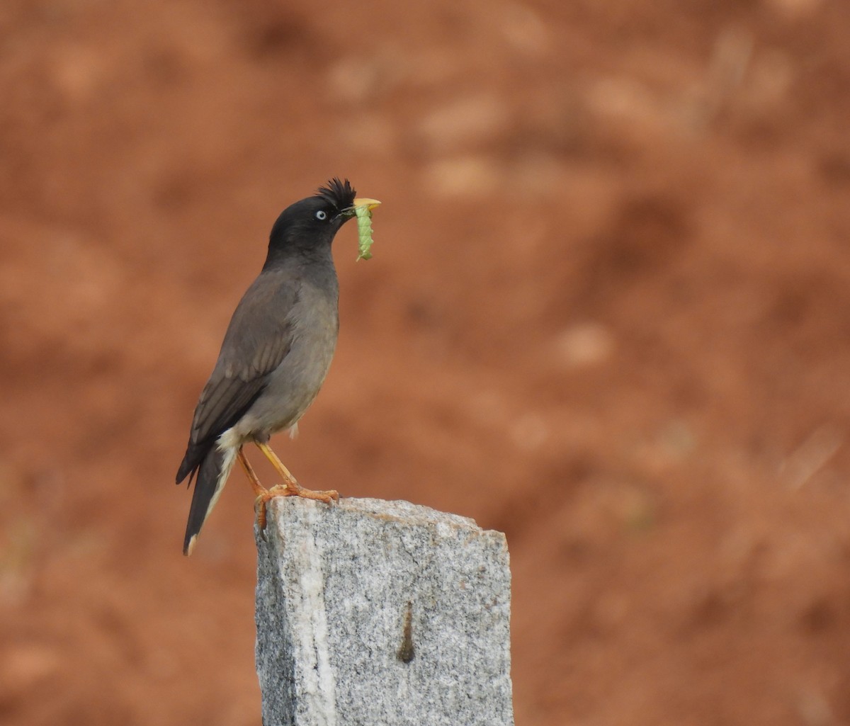 Jungle Myna - ML620604601