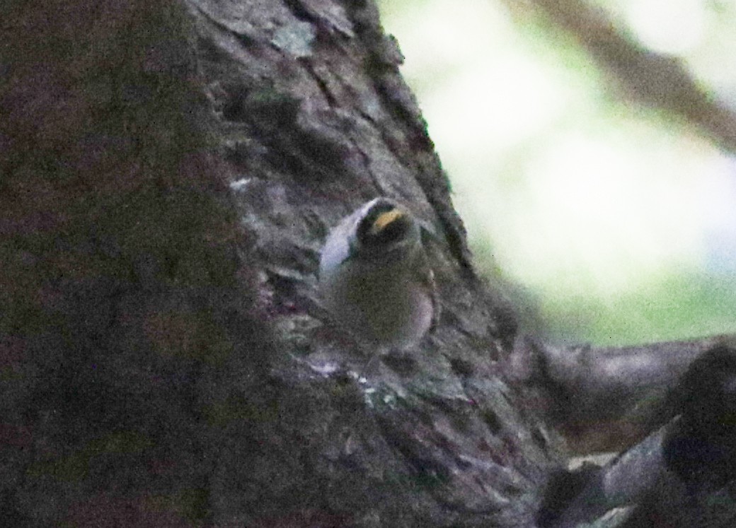 Common Firecrest - ML620604602