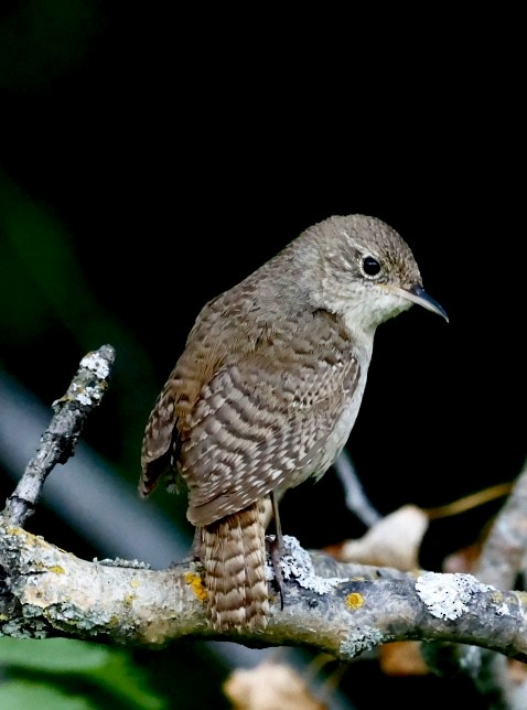 House Wren - ML620604603