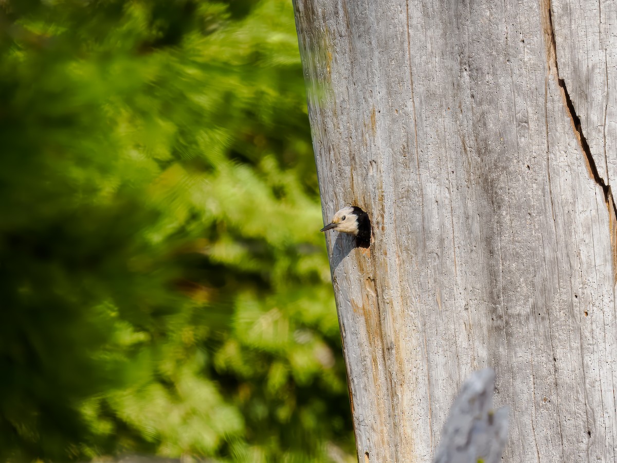 White-headed Woodpecker - Tony Doty