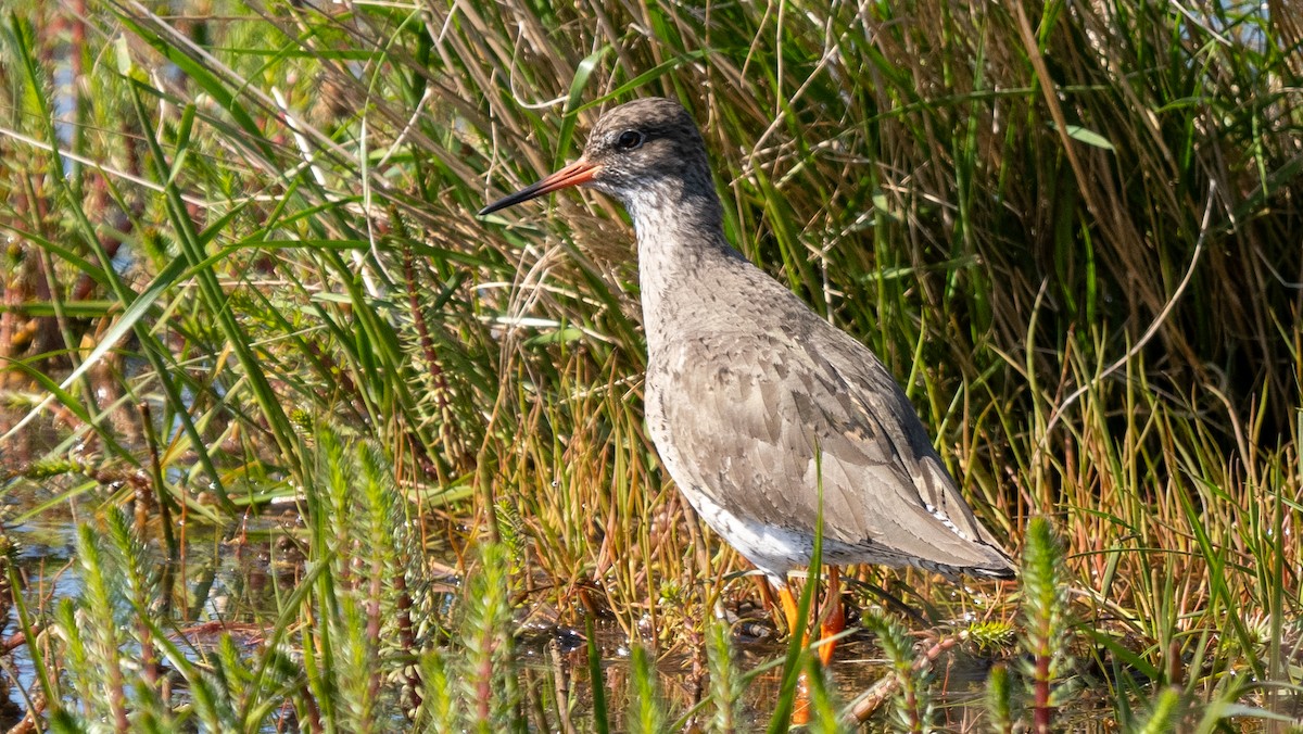 Common Redshank - ML620604607