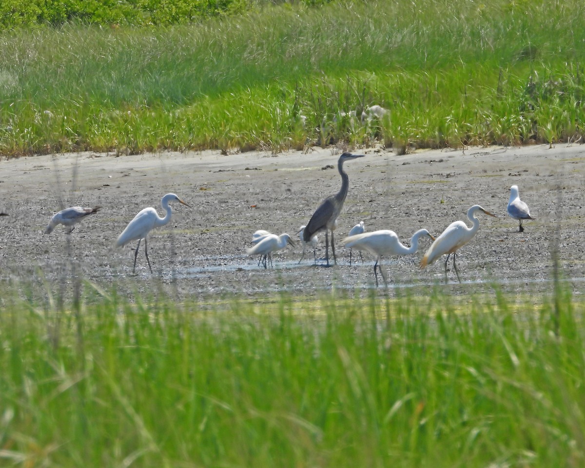 Great Blue Heron - ML620604608