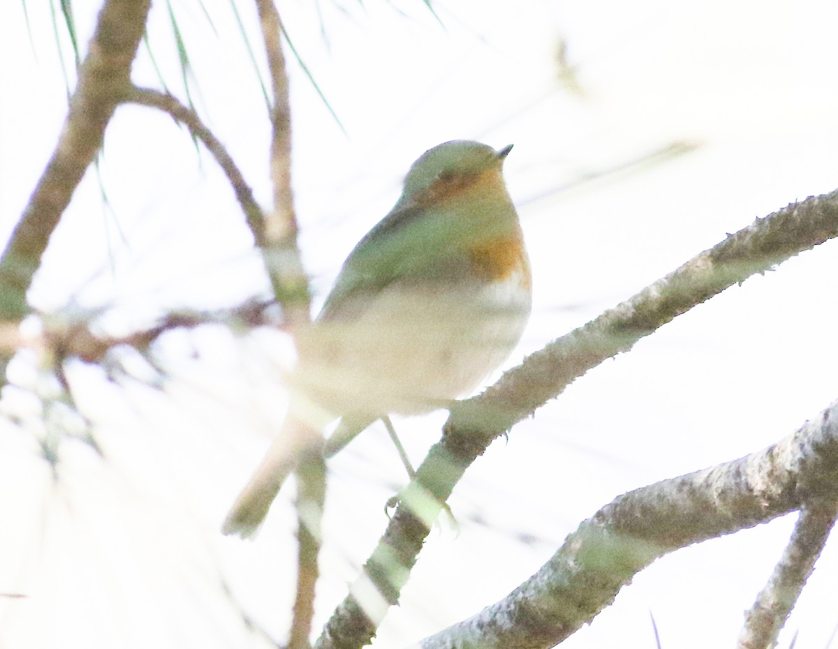 European Robin - ML620604609