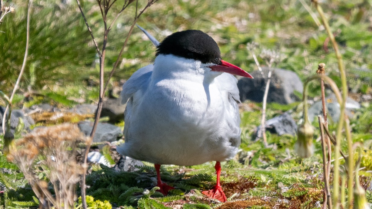 Arctic Tern - ML620604612