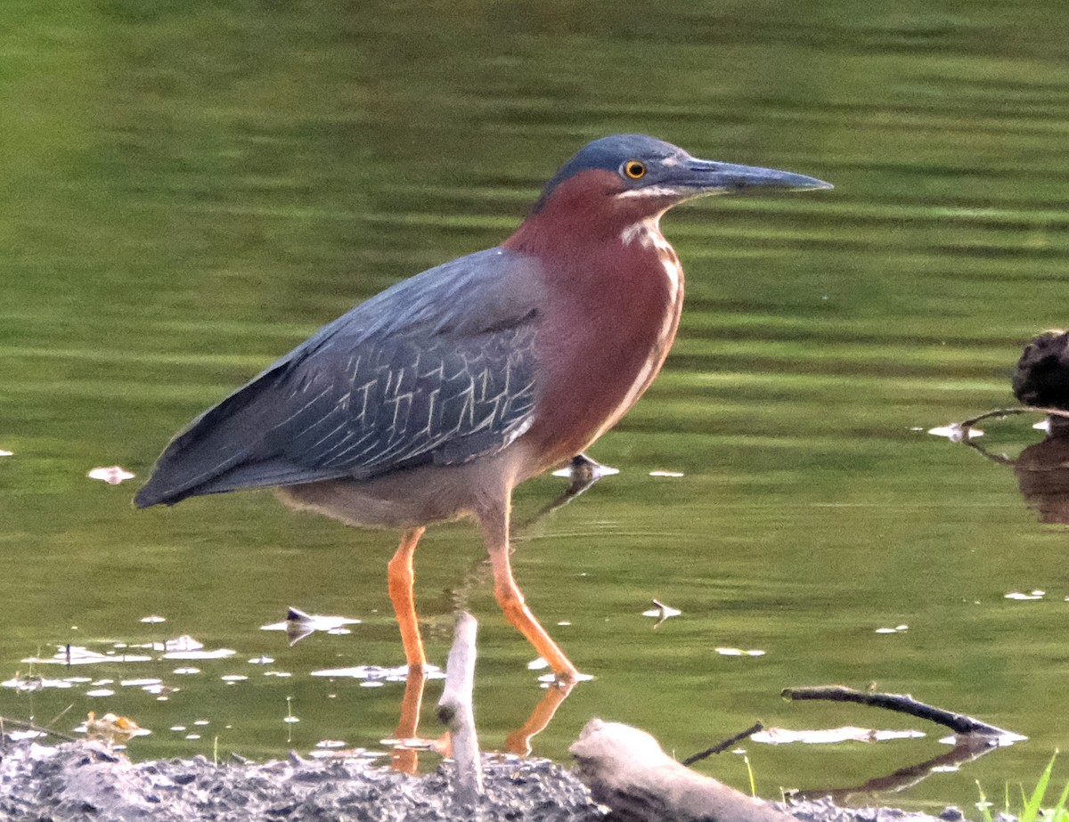 Green Heron - ML620604613