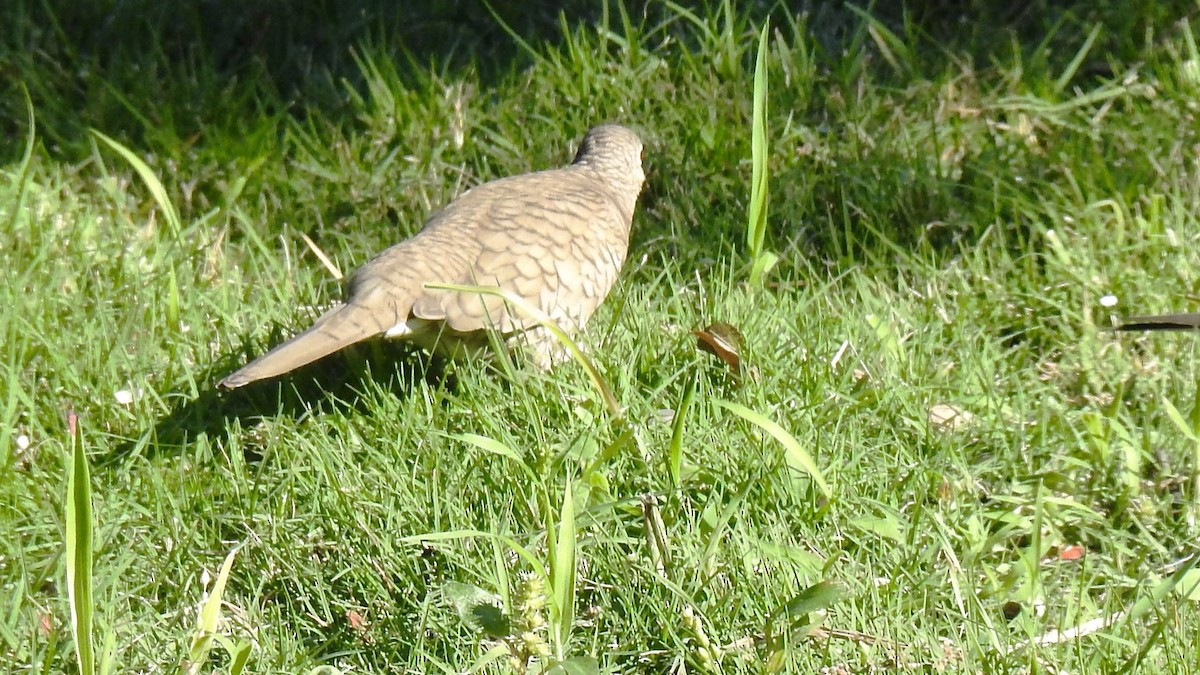 Inca Dove - Jack Kelly