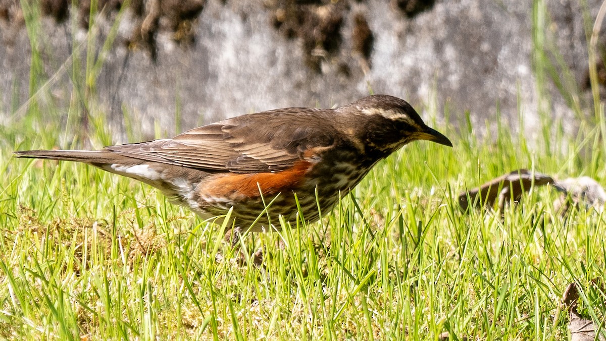 Redwing (Icelandic) - ML620604618