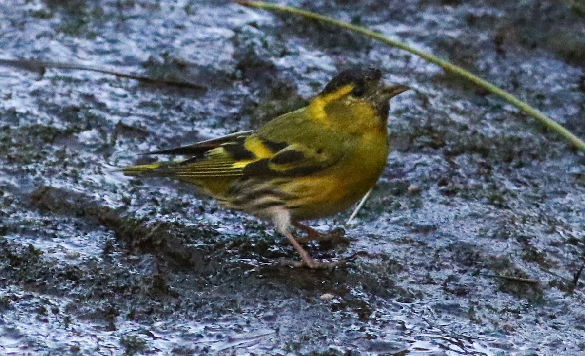 Eurasian Siskin - ML620604619