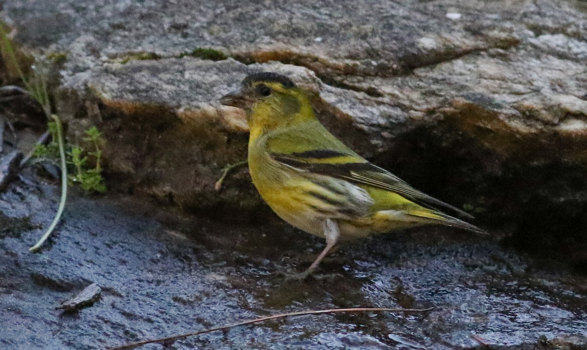 Eurasian Siskin - ML620604620