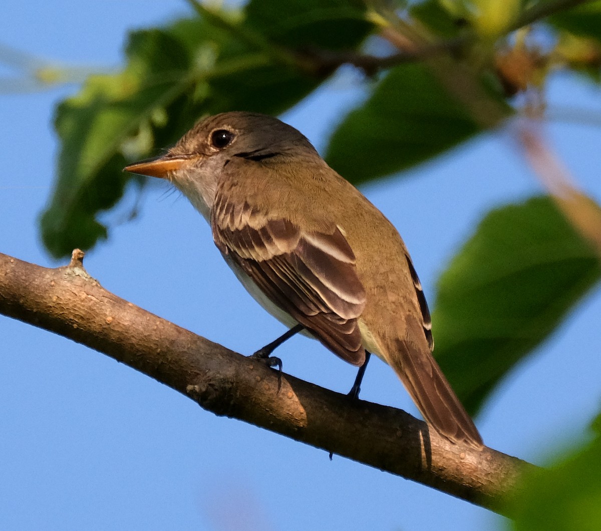 Willow Flycatcher - Steve Wagner