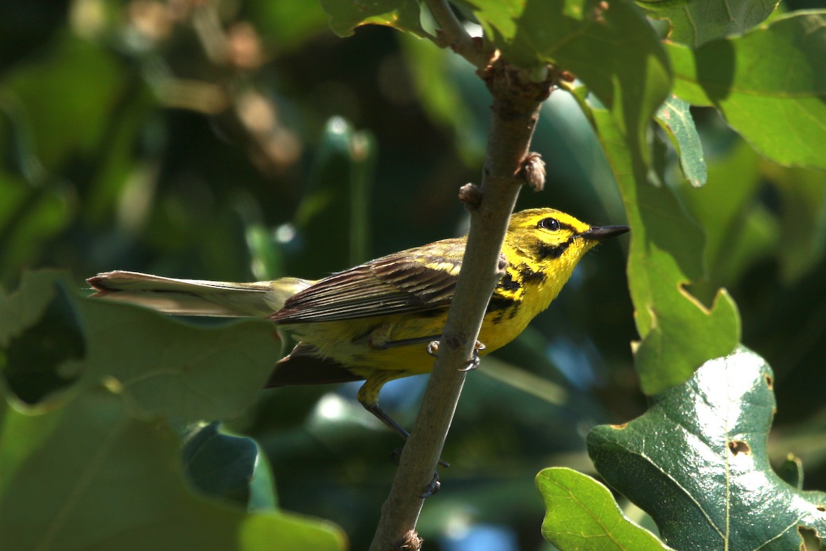 Prairie Warbler - Jesse Pline