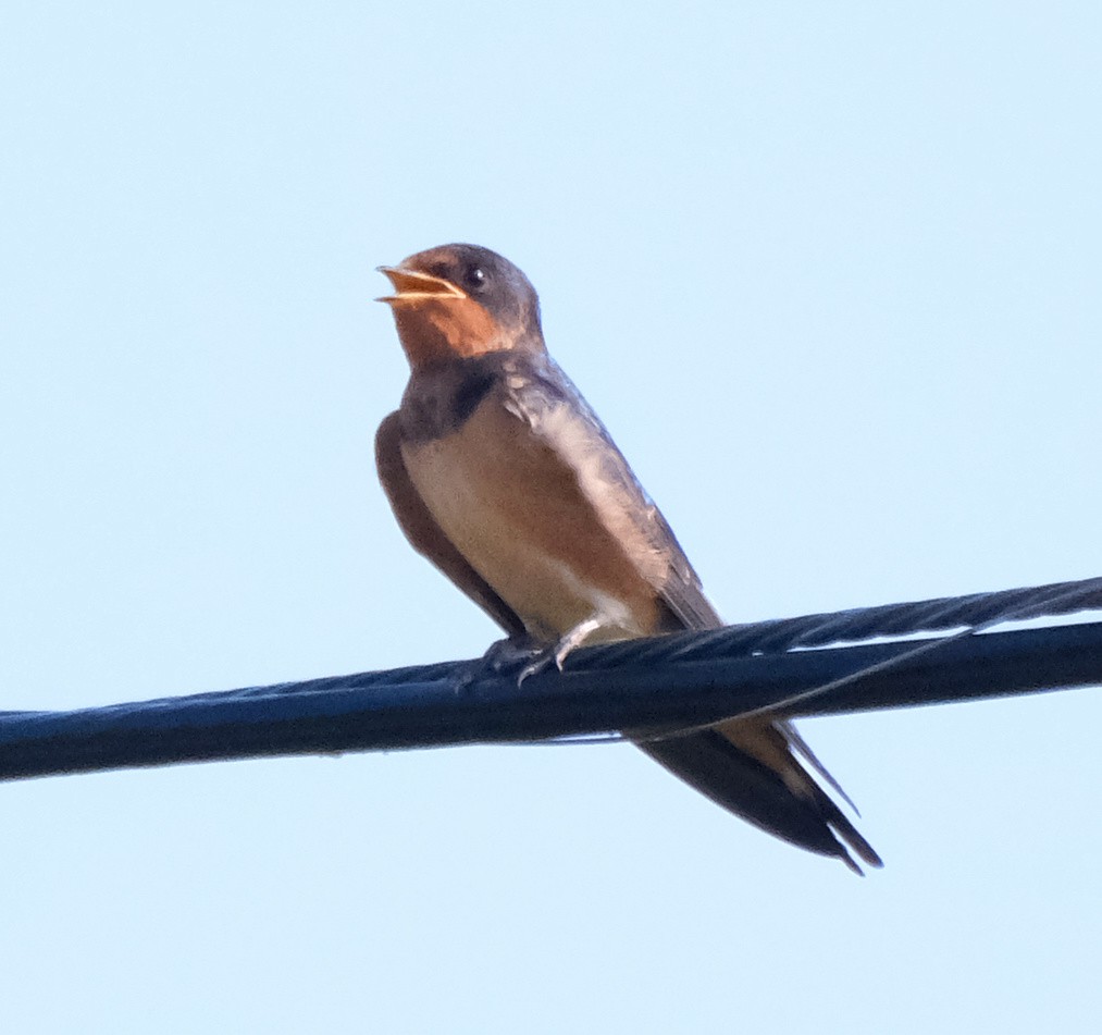 Barn Swallow - Steve Wagner