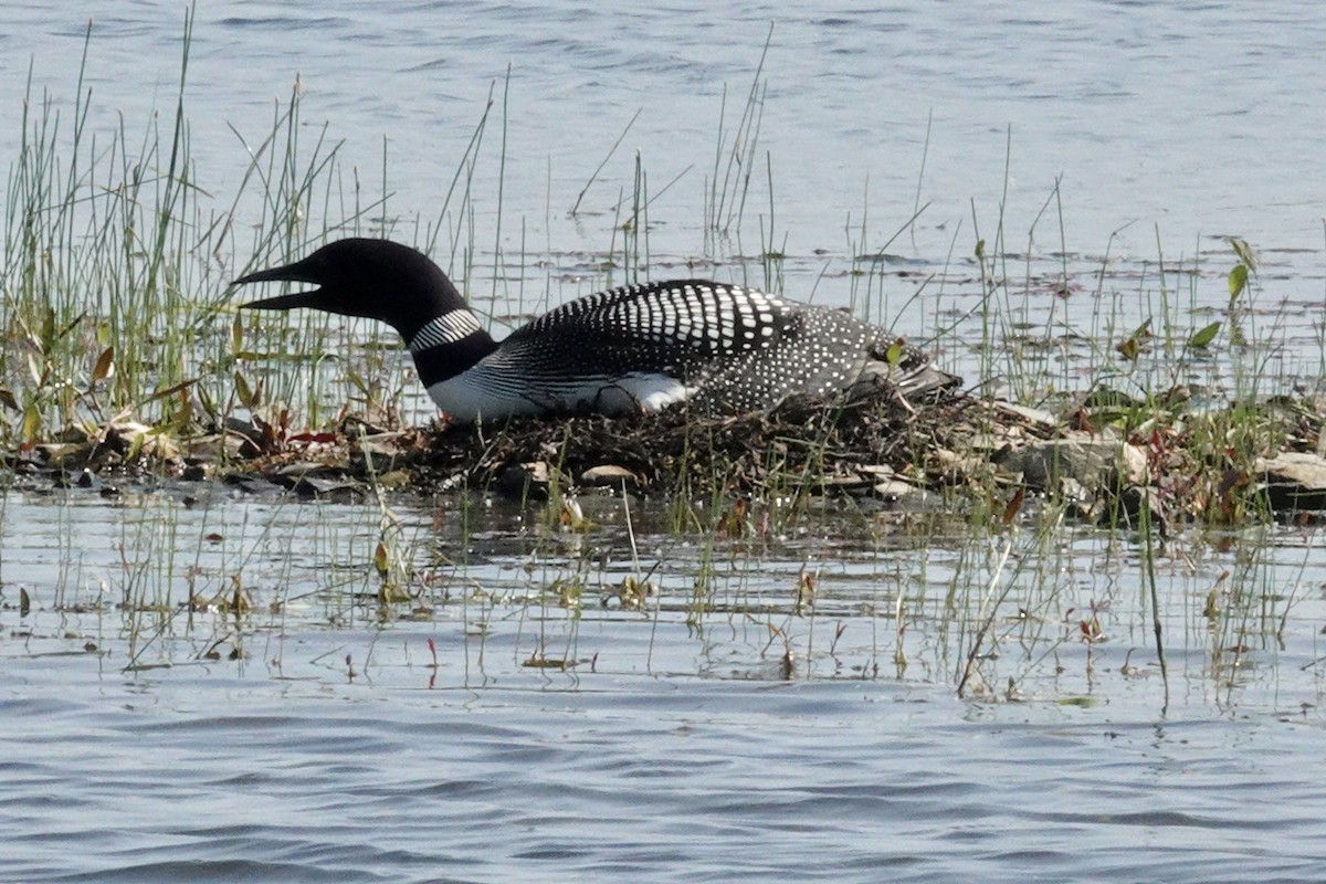 Plongeon huard - ML620604645