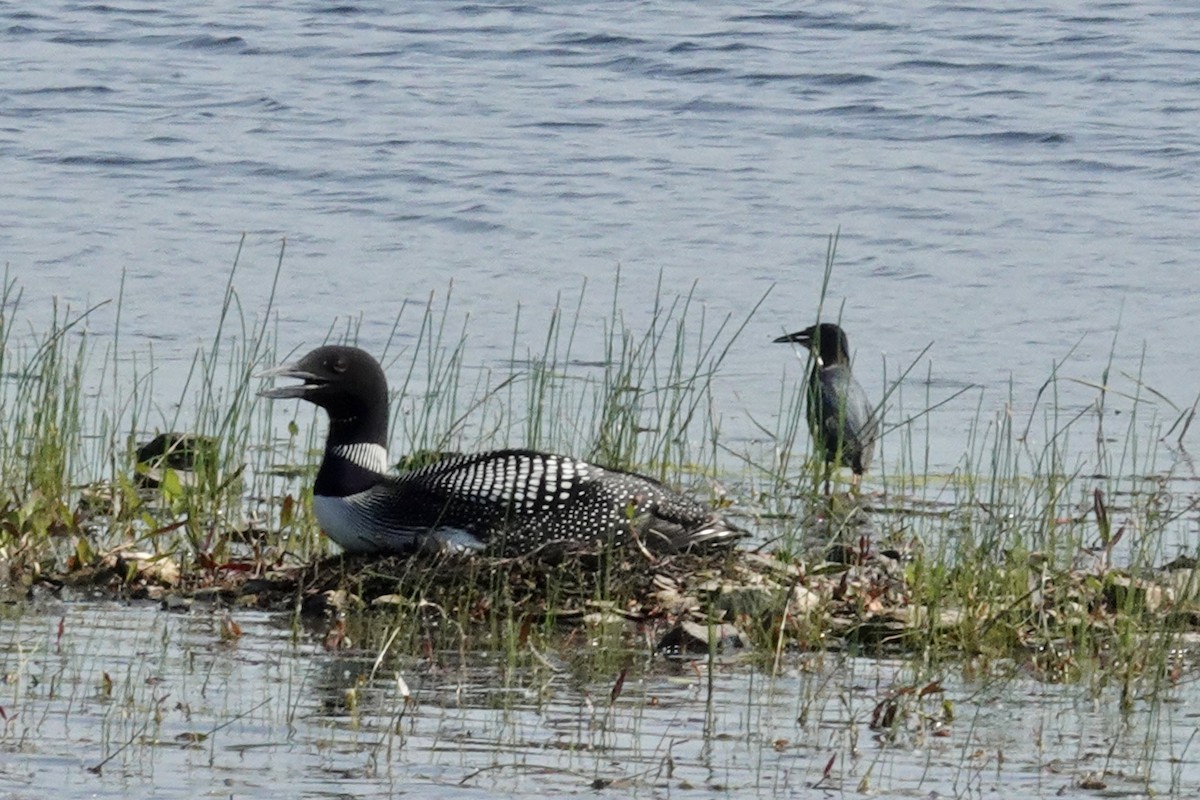 Plongeon huard - ML620604646