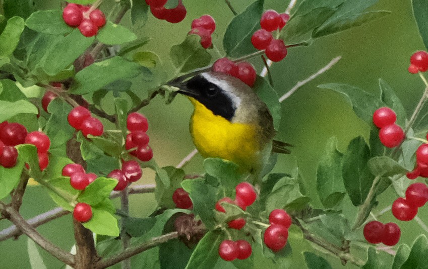 Paruline masquée - ML620604648