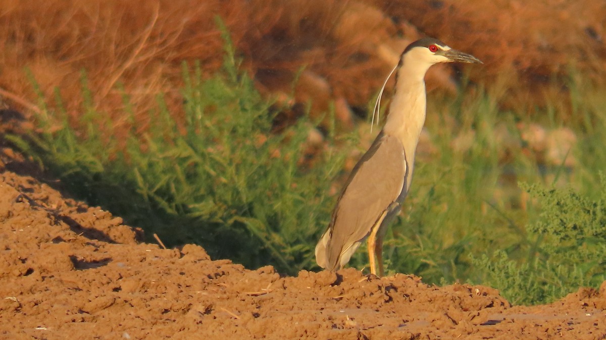 Black-crowned Night Heron - ML620604650