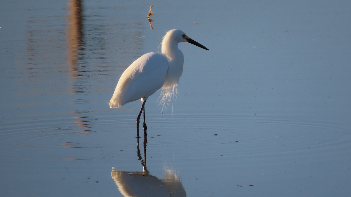 Snowy Egret - ML620604656