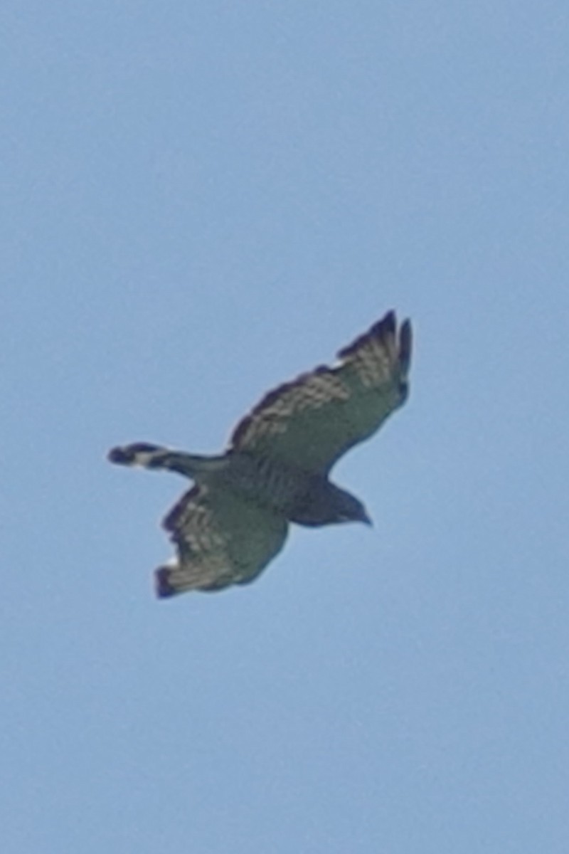 Broad-winged Hawk - ML620604658