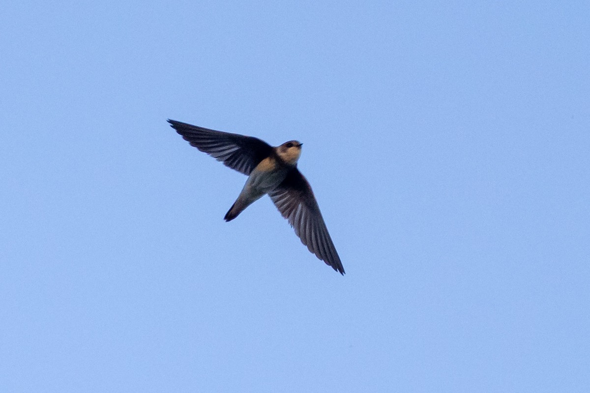 Bank Swallow - ML620604667