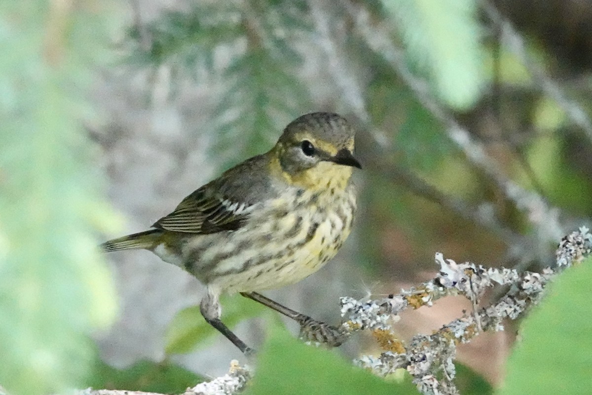 Paruline tigrée - ML620604670