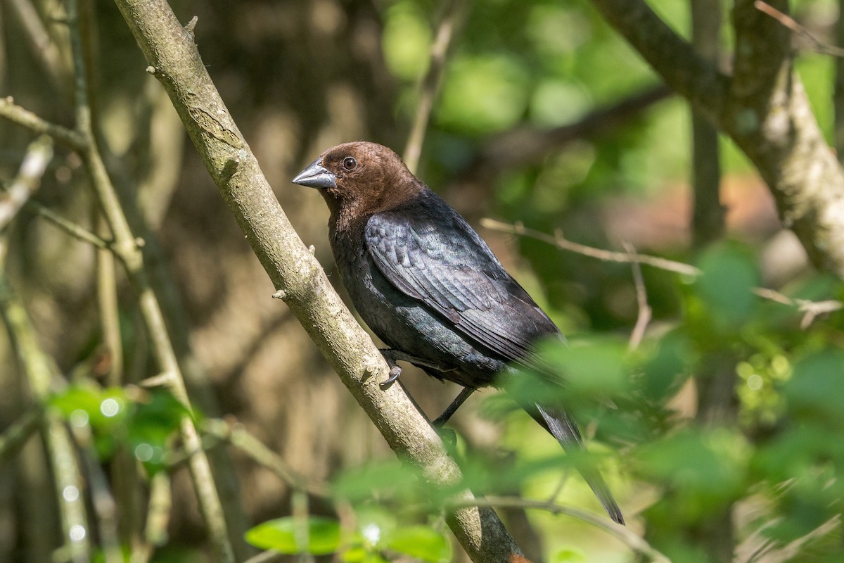 Brown-headed Cowbird - ML620604673