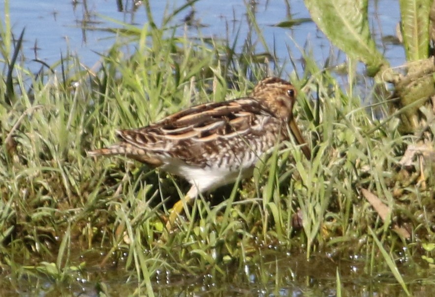 Common Snipe - Jason Rieger