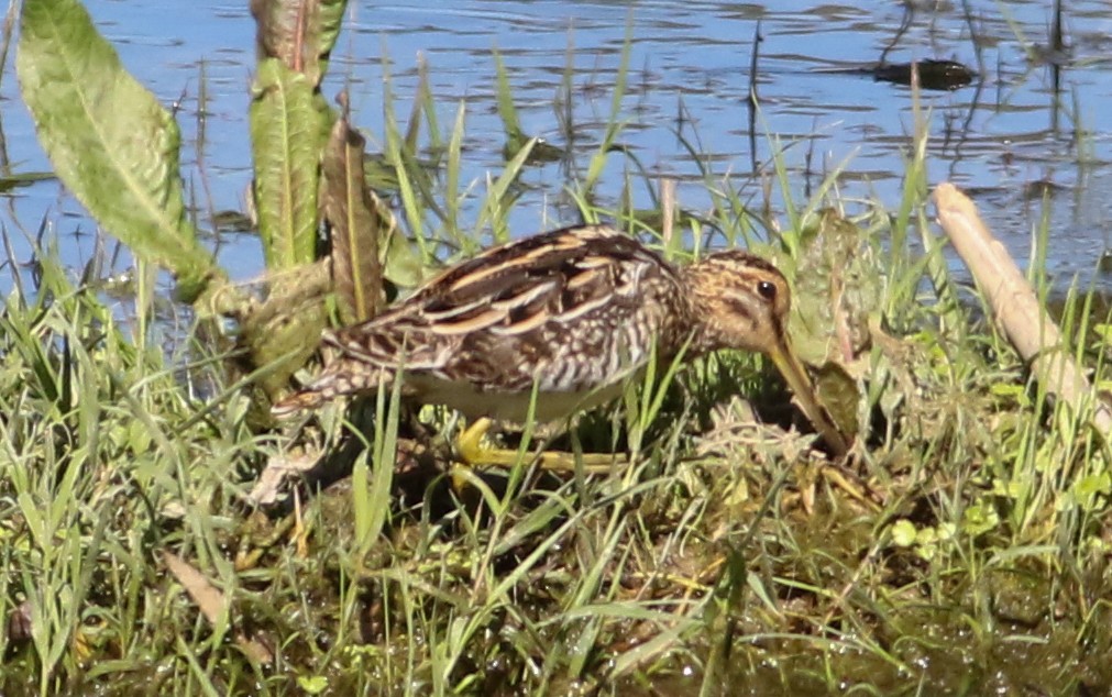 Agachadiza Común - ML620604676