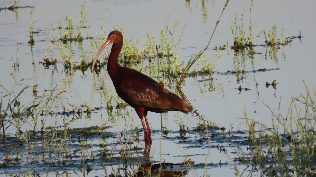 Ibis à face blanche - ML620604677