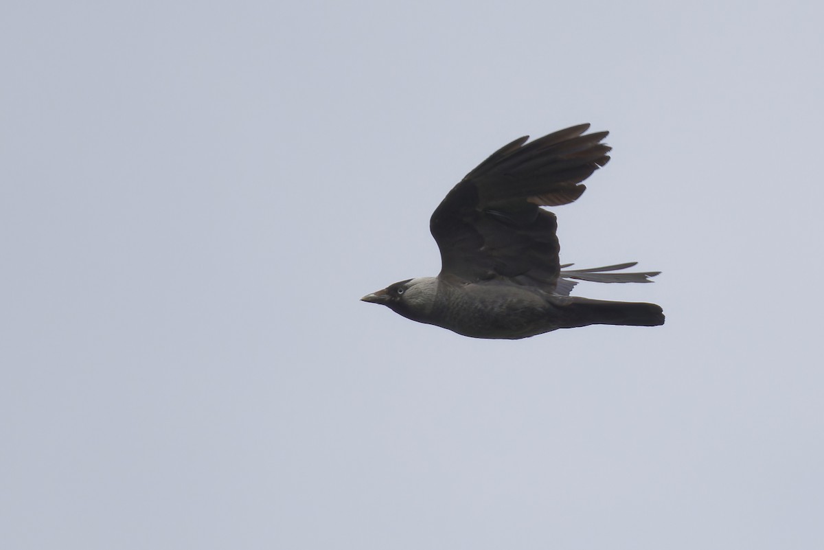 Eurasian Jackdaw - ML620604679