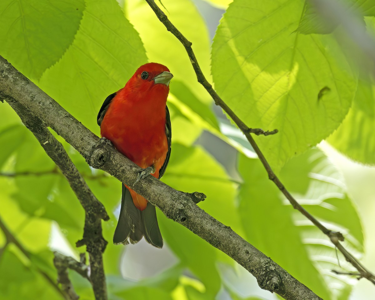 Scarlet Tanager - ML620604683
