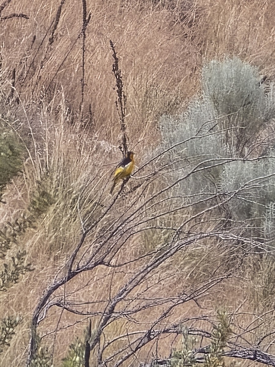 Bullock's Oriole - ML620604687